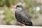 Inca tern