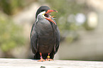 Inca tern