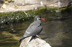 Inca tern