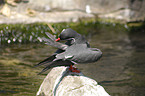 Inca tern