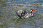 Inca tern