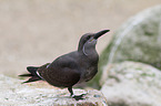 Inca tern