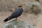 Inca tern