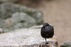 Inca tern