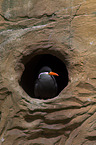 Inca tern