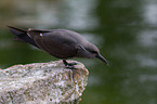 Inca tern