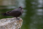 Inca tern