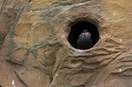 Inca tern