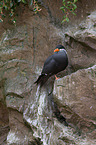 Inca tern