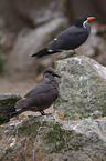 Inca terns