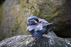 Inca tern