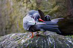 Inca tern