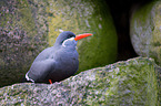 Inca tern