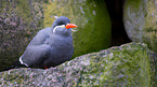 Inca tern