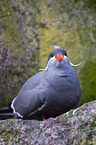 Inca tern