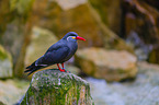 Inca tern