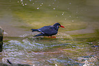 Inca tern