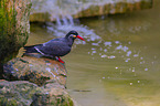 Inca tern