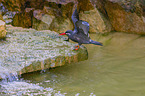 Inca tern