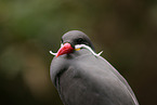 Inca tern