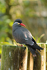 Inca tern