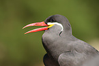 Inca tern