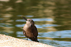 Inca tern