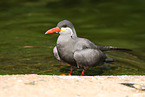 Inca tern