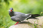 Inca tern