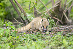 South American coati