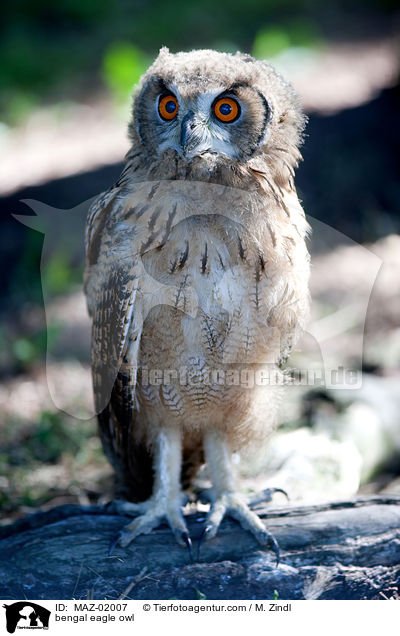 bengal eagle owl / MAZ-02007