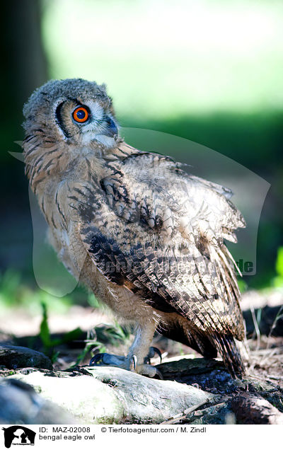 bengal eagle owl / MAZ-02008