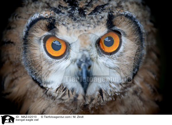 bengal eagle owl / MAZ-02010