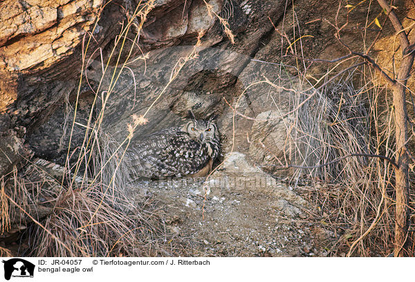 bengal eagle owl / JR-04057