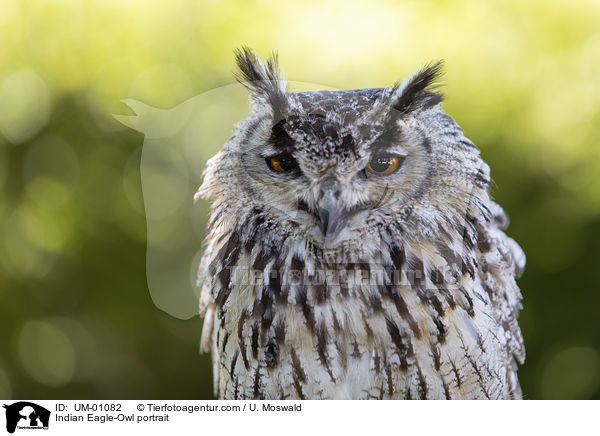 Bengalischer Uhu Portrait / Indian Eagle-Owl portrait / UM-01082