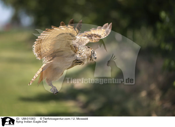 fliegender Bengalischer Uhu / flying Indian Eagle-Owl / UM-01083