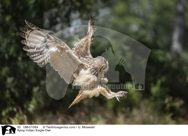 fliegender Bengalischer Uhu / flying Indian Eagle-Owl / UM-01084