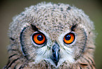 bengal eagle owl