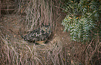 bengal eagle owl