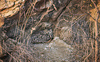 bengal eagle owl