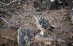 bengal eagle owl