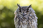 Indian Eagle-Owl portrait