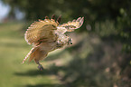 flying Indian Eagle-Owl
