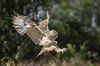 flying Indian Eagle-Owl