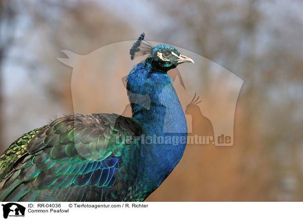 Blau indischer Pfau / Common Peafowl / RR-04036