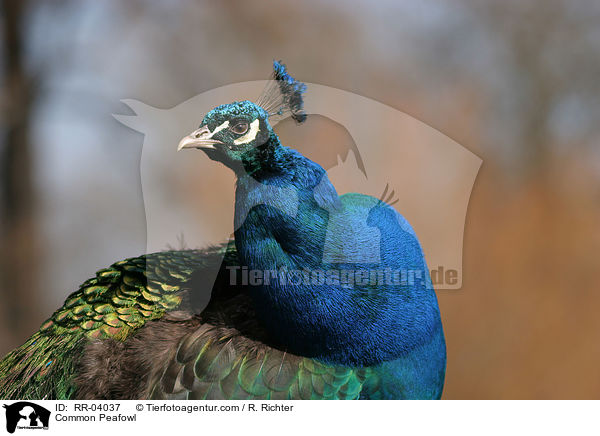 Common Peafowl / RR-04037