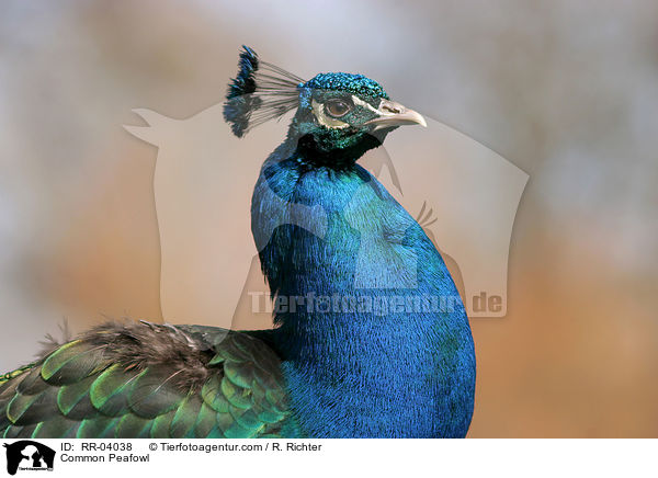 Blau indischer Pfau / Common Peafowl / RR-04038