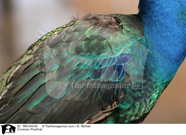 Blau indischer Pfau / Common Peafowl / RR-04039
