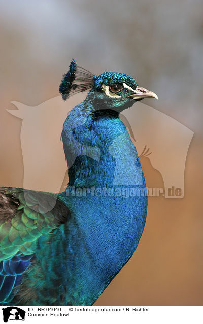 Blau indischer Pfau / Common Peafowl / RR-04040