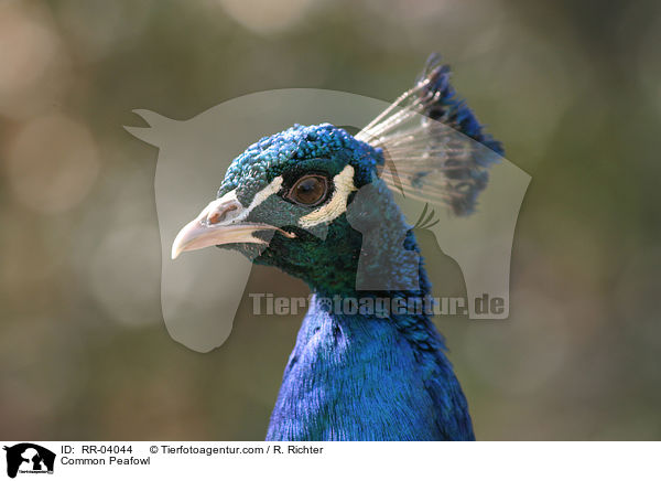 Blau indischer Pfau / Common Peafowl / RR-04044